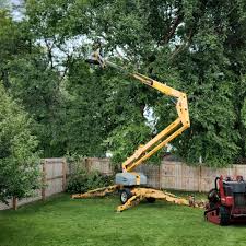 Professional Tree Removal in Lake Of The Pines, CA